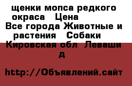 щенки мопса редкого окраса › Цена ­ 20 000 - Все города Животные и растения » Собаки   . Кировская обл.,Леваши д.